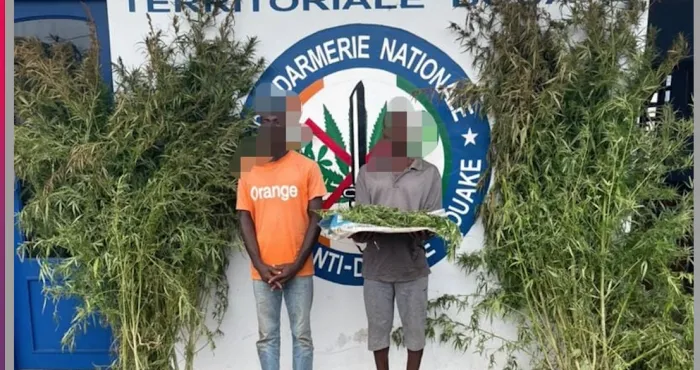 beoumi-un-champ-de-cannabis-detruit-deux-individus-interpelles